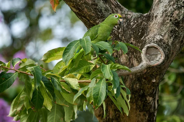 Beautiful Green Amazon Parrot Perched Tree Daytime — Stockfoto