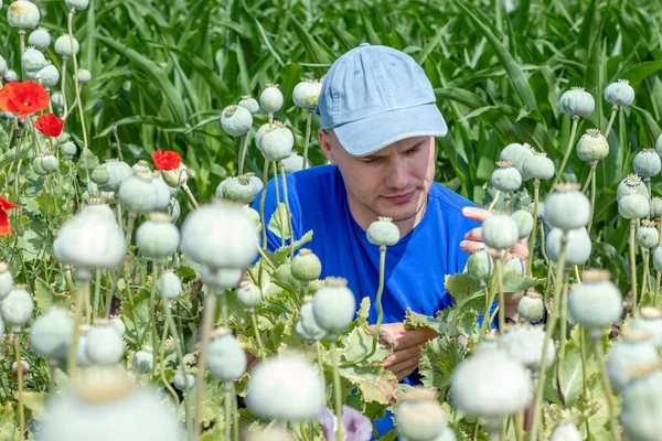 Agronomist Farmer Poppy Field Examining Crop Checking Cocoons Ripening Poppy — Stock Photo, Image