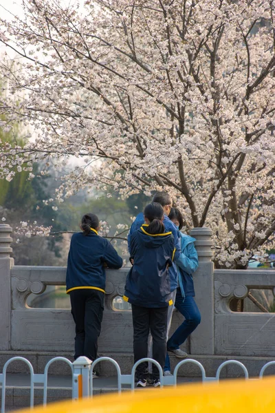 Vertical Shot People Standing Bridge Cherry Blossom Tree — Stock Photo, Image