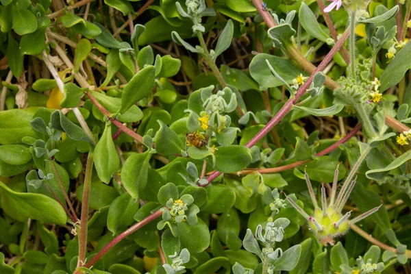 Närbild Bild Bild Gröna Purslane Växter Som Växer Trädgård — Stockfoto