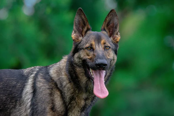 Selective Focus Shot Sable German Shepard Gsd Dog Pet Park — Stock Photo, Image