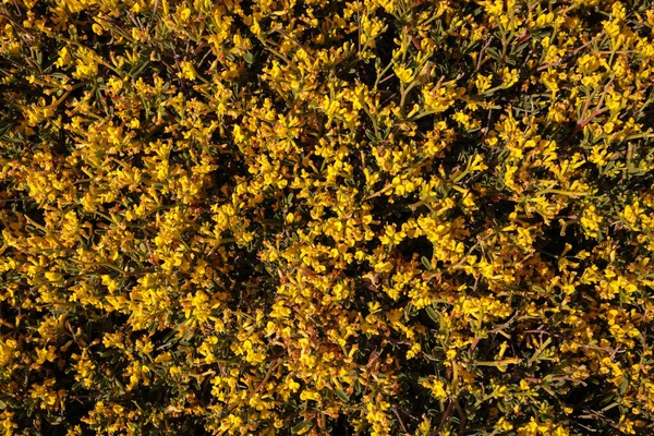 Close Flowering Shrub Endemic Subspecies Yellow Kidney Vetch Anthyllis Hermanniae — Stock Photo, Image