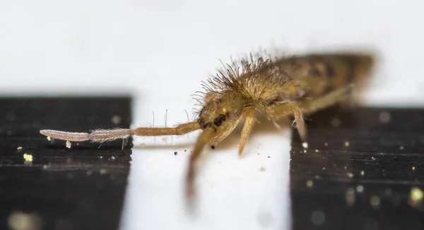 Close Springtail Isolado Fundo Branco Jardim Botânico Principal Moscou — Fotografia de Stock