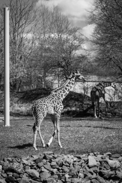 Masai Giraffes Enjoying Breakfast Enclosure Franklin Park Zoo — Foto Stock