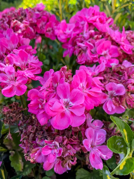 Rosarote Rosenblüten Garten — Stockfoto