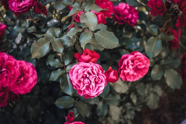 Een Prachtig Shot Van Roze Tuin Rozen Een Bos Tijdens — Stockfoto