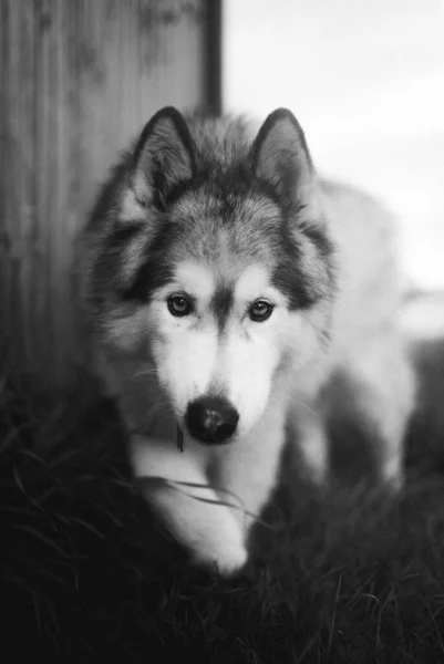 Vertical Grayscale Closeup Adorable Siberian Husky Walking Yard — Stock Photo, Image