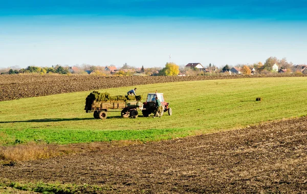 Farmers Collecting Baled Clover Tractor Farm Sunny Day Zrenjanin Serbia — Fotografia de Stock