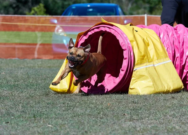 Veel Obstakels Een Honden Behendigheidsveld Honden Die Snel Van Ene — Stockfoto