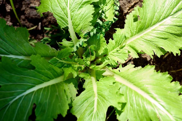 A top view of mustard leaves in a garden