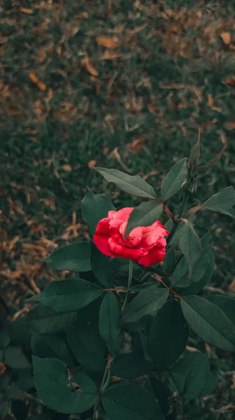 A vertical shot of a red Japanese camellia flower with green leaves in the garden
