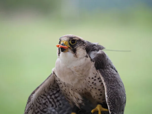 Peregrine Falcon Falco Peregrinus Eating Worm — Stock Photo, Image