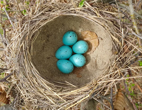 Een Bovenaanzicht Een Nest Met Merel Eieren Natuur Wild Blauw — Stockfoto