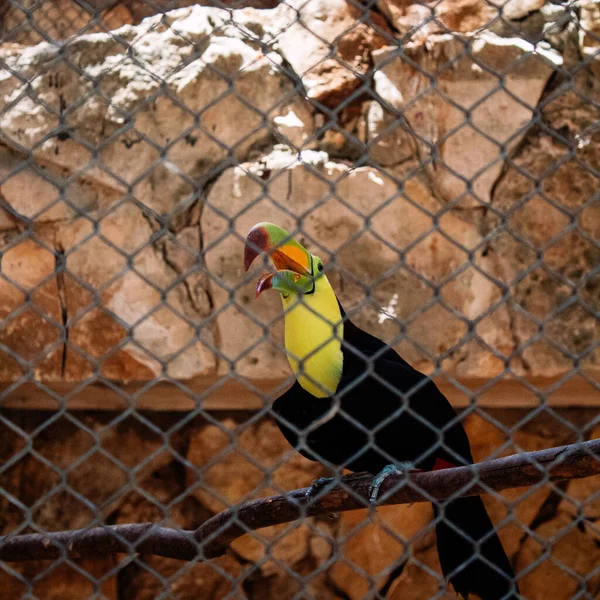 Closeup Shot Tucan Bird Fence Zoo — Stock Photo, Image