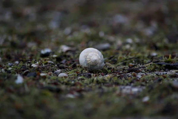 Selective Focus Shot Snail Shell Wet Ground — Stockfoto