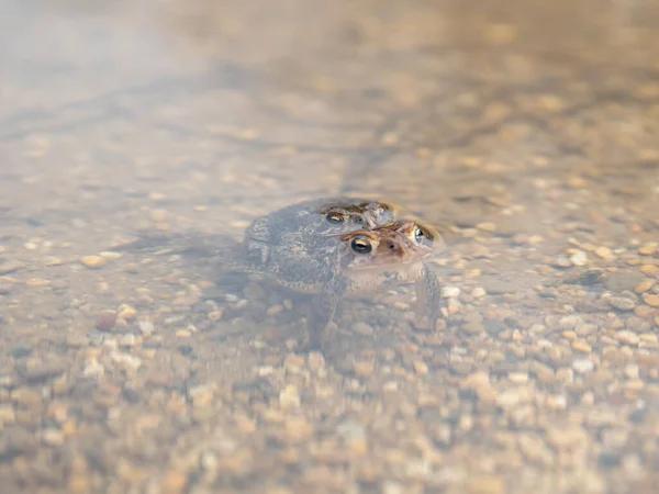 Frog Toad Spawning Pond Its Natural Habitat Spring — Stock Photo, Image