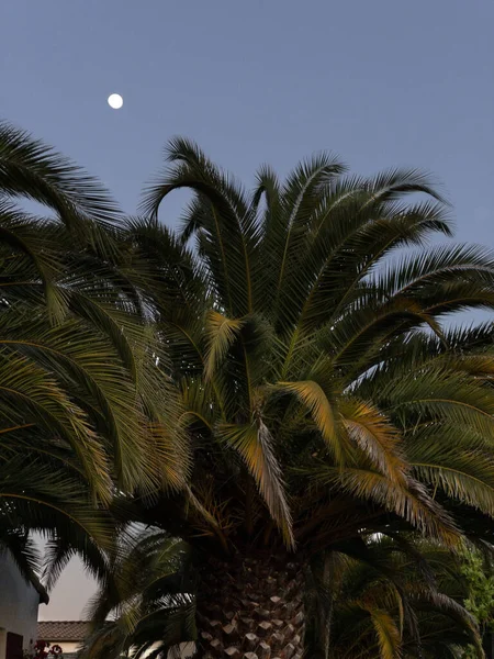 Sunset Full Moon Palm Trees — Foto Stock