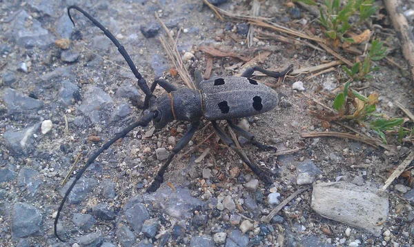 Closeup Shot Morimus Funereus Beetle Ground Rocks Leaves Hike — Stock Photo, Image