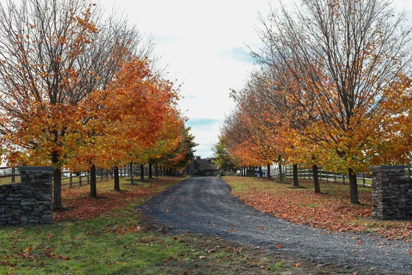 Scenic View Driveway Half Leafless Fall Trees Autumn — Zdjęcie stockowe