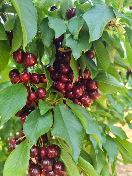 Vertical Shot Red Cherries Leaves — Foto Stock