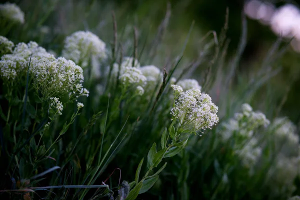 Closeup Shot Blooming White Sneezewort Flowers Field — Stock Photo, Image