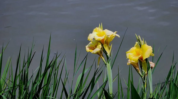 Closeup Shot Yellow Iris Flowers Blooming Shore River — Foto de Stock