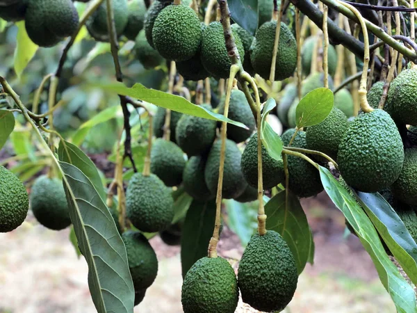 Bunch Fresh Avocados Ripening Avocado Tree Branch — Fotografia de Stock