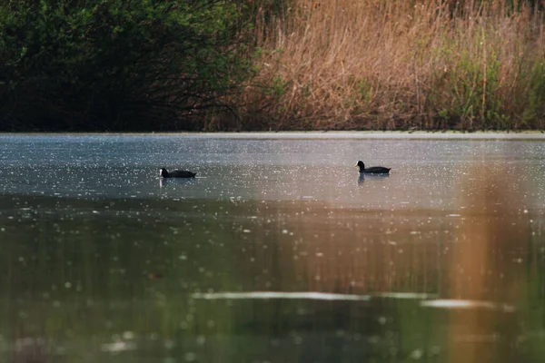 Beautiful Shot Common Coots Swimming Pond — Foto Stock