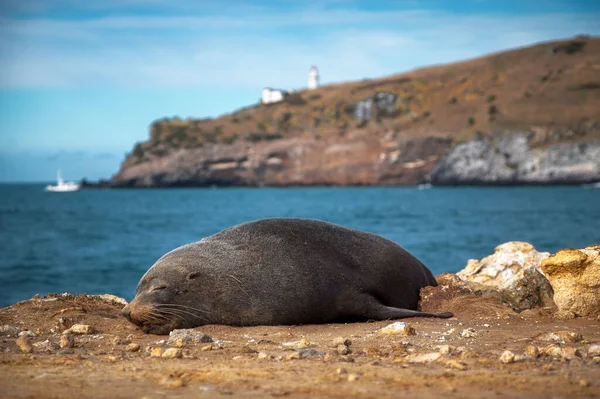Selective Focus Shot Fur Seal Sleeping Aramoana Beach Dunedin New — Stock fotografie