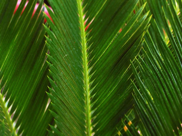 Yaprakların yakın plan çekimi Sao Palm