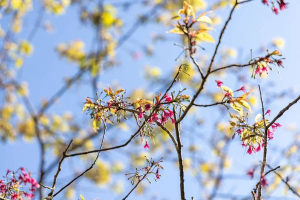 Mavi arkaplanı olan çiçek açan bir ağacın yakın çekimi.
