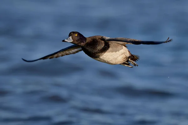 Closeup Male Lesser Scaup Flight Aythya Affinis —  Fotos de Stock