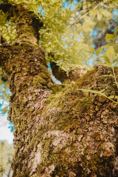 Nízký Úhel Záběru Zeleného Stromu Lese Během Dne — Stock fotografie