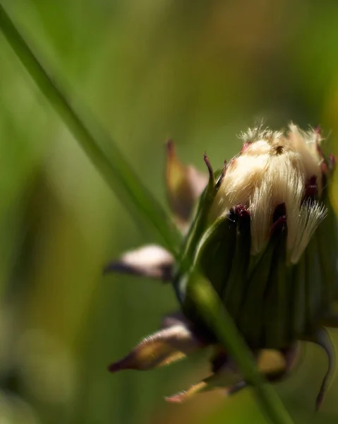 Vertikal Närbild Fluffig Blomknopp — Stockfoto