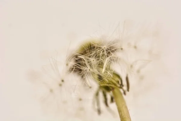 Bulanık Arkaplanı Olan Güzel Karahindiba Çiçeğinin Detaylarının Makro Çekimi — Stok fotoğraf