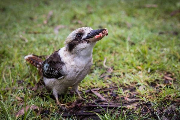 Australský Kookaburra Pózování Hraní Trávě Buši — Stock fotografie
