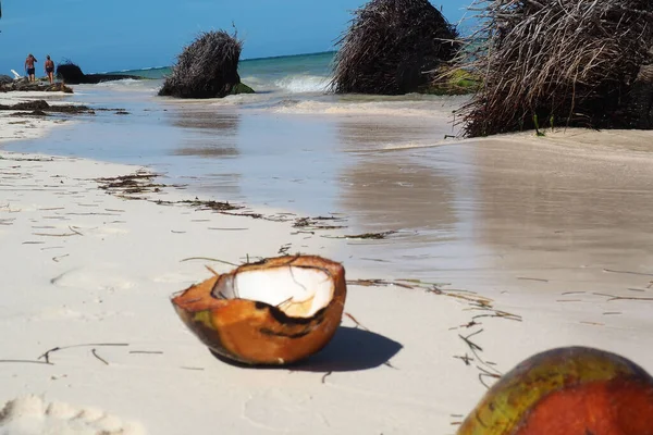 Una Vista Panoramica Delle Noci Cocco Sulla Spiaggia Sabbiosa Dell — Foto Stock