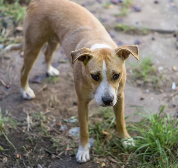 Ehrliche Tieraufnahmen Buenos Aires Argentinien — Stockfoto