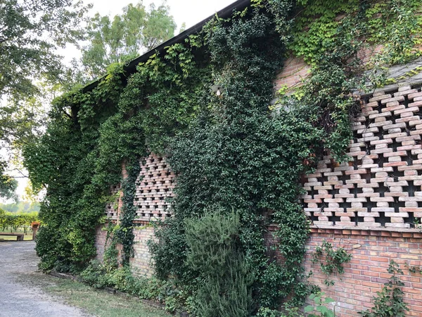 Country House Green Climbing Plants Montecchio Emilia Italy — Stockfoto