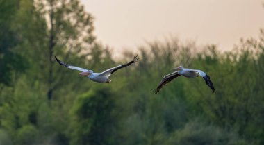 The two Pelicans flying high with green trees background