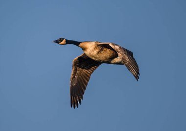 A beautiful shot of a big bird in a flight in a blue cloudless sky