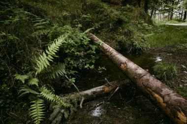 Ormanda yeşil bitkilerle çevrili akan küçük bir dere.