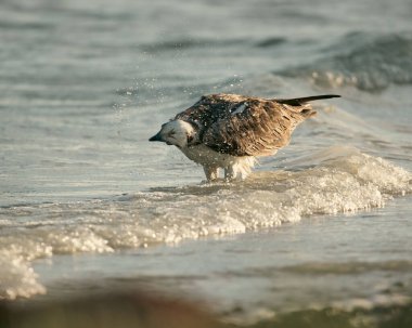 Suda yüzen bir nehir şahininin yakın çekimi.