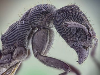 Microscopic Head Detail of Tooth Ant Odontoponera SP, Arthropoda Phylum, Ponerinae Subfamily, 10X magnification Macro Side view