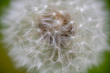 A close-up shot of a dandelion.Great for wallpaper.