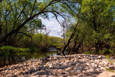 Güzel bir nehir manzarası yansıyan yeşil ağaçlar ve mavi gökyüzünün altındaki çimenler.