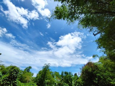 Çiçek açan ağaçların ve çalıların güzel manzarası masmavi gökyüzü
