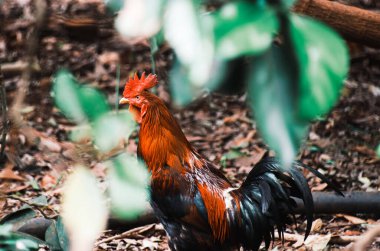 A selective focus shot of a rooster in the woods