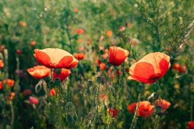 Tarladaki yabani gelincik çiçeklerinin seçici odak noktası.