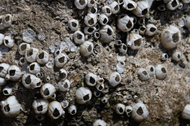 Horizontal photo of Barnacles on a rock
